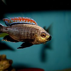 Copadichromis sp. ‚fire crest‘