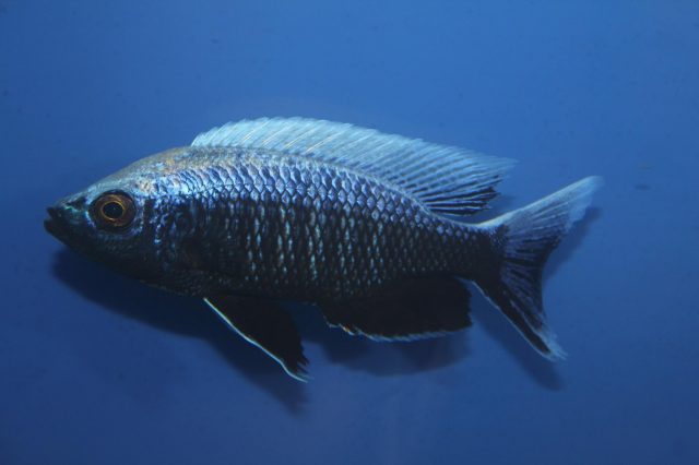 Copadichromis sp. 'virginalis chitande’ (samec)