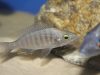 Copadichromis sp. 'virginalis chitande’ (samice)