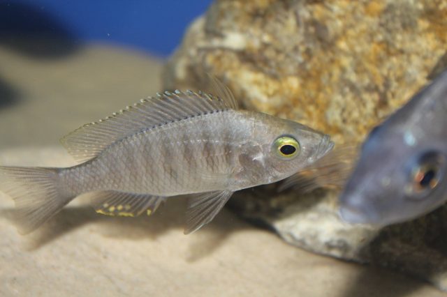 Copadichromis sp. 'virginalis chitande’ (samice)