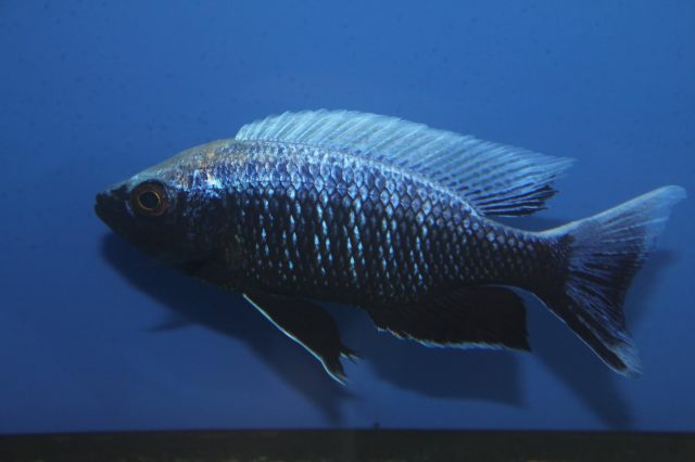 Copadichromis sp. 'virginalis chitande’ (samec)