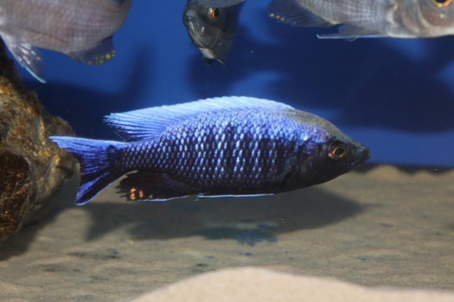 Copadichromis sp. &#8218;virginalis&#8216;