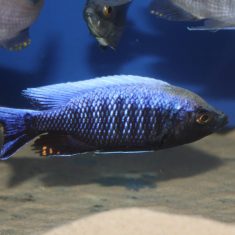 Copadichromis sp. ‚virginalis‘