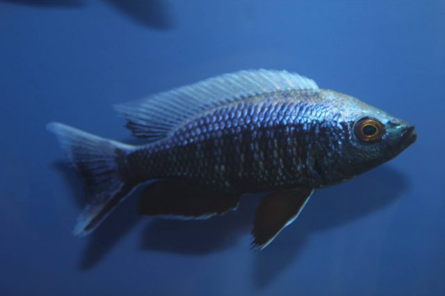 Copadichromis sp. 'virginalis chitande’ (samec)