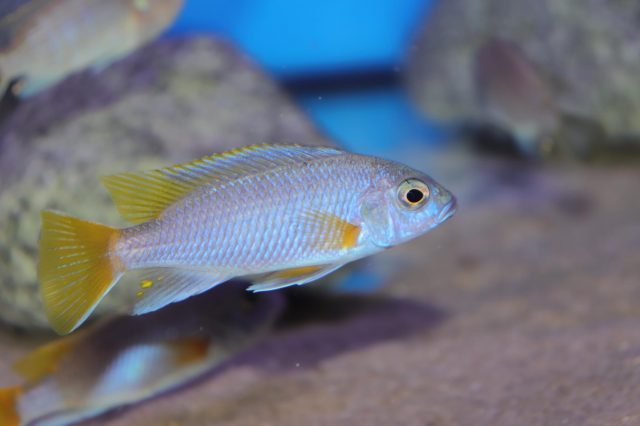 Pseudotropheus sp. &#8218;acei&#8216;