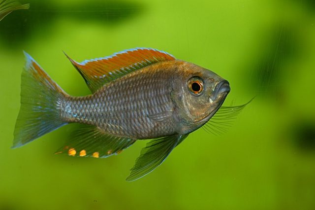 Copadichromis sp. 'fire crest mloto‘ (samec)