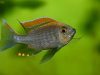 Copadichromis sp. 'fire crest mloto‘ (samec)