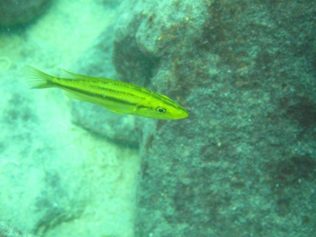 Dimidiochromis compressiceps