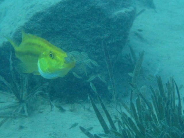 Dimidiochromis compressiceps