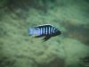 Cynotilapia zebroides ‚Mdowa‘