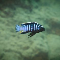 Cynotilapia zebroides ‚Mdowa‘