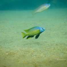 Nyassachromis microcephalus