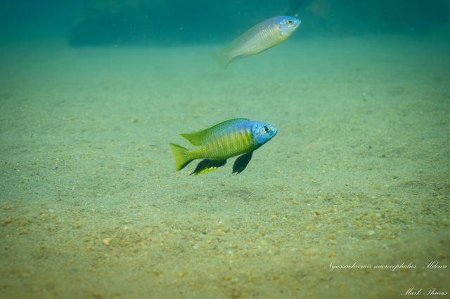 Nyassachromis microcephalus