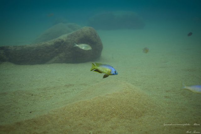 Nyassachromis microcephalus 'Mdowa'