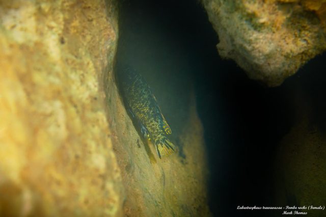 Labeotropheus trewavasae Pombo Rocks (OB samice)