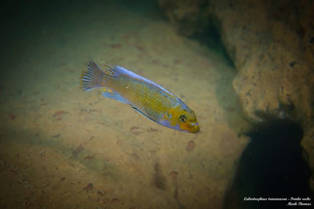 Labeotropheus trewavasae