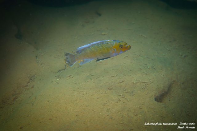 Labeotropheus trewavasae Pombo Rocks