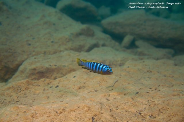 Metriaclima sp. hajomaylandia Pombo Rocks