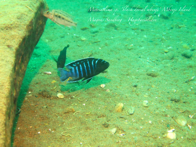 Metriaclima sp. &#8218;black dorsal&#8216;