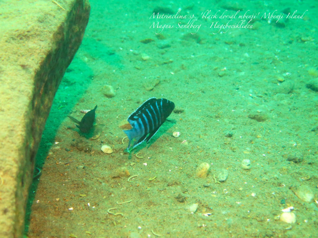 Metriaclima sp. 'black dorsal mbenji' Mbenji Island