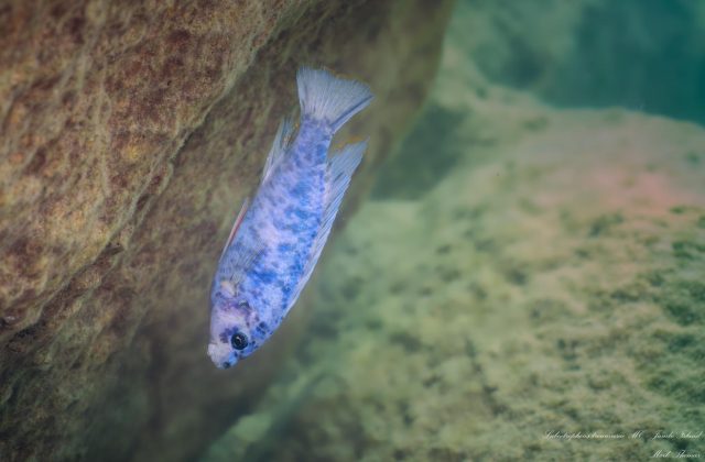 Labeotropheus trewavasae 'Jumbo Island' (MC samec)