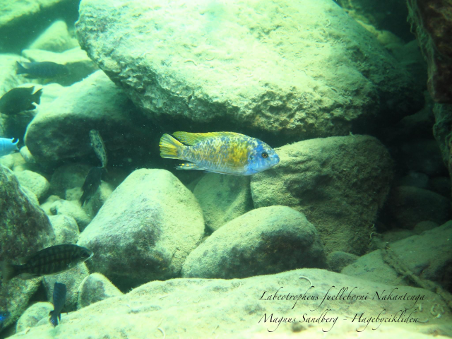 Labeotropheus fuelleborni (samec)