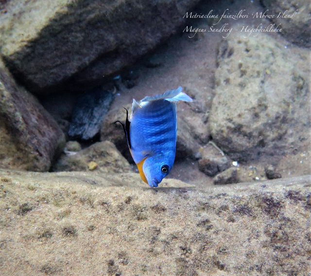 Metriaclima fainzilberi 'Mbowe Island'