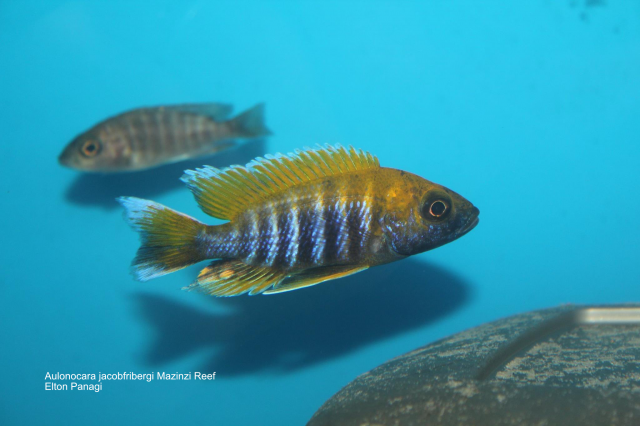 Aulonocara jacobfribergi Mazinzi Reef