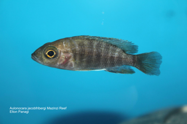 Aulonocara jacobfribergi Mazinzi Reef (samice)