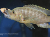 Abactochromis labrosus