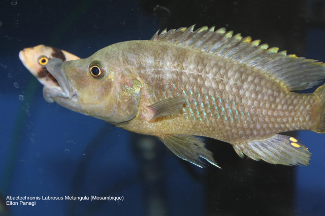 Abactochromis labrosus