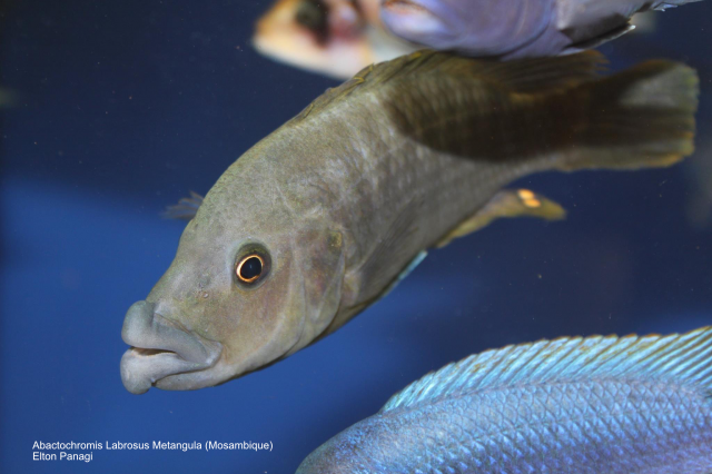 Abactochromis labrosus Metangula