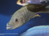 Abactochromis labrosus Metangula