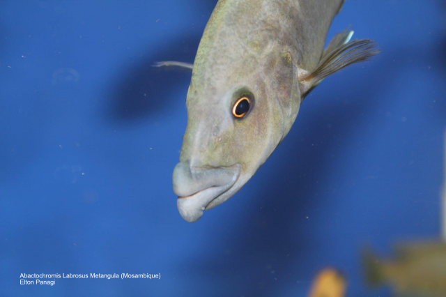 Abactochromis labrosus Metangula