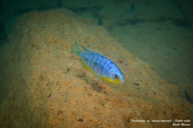 Protomelas sp. ,steveni imperial’ Pombo Rock (samec)