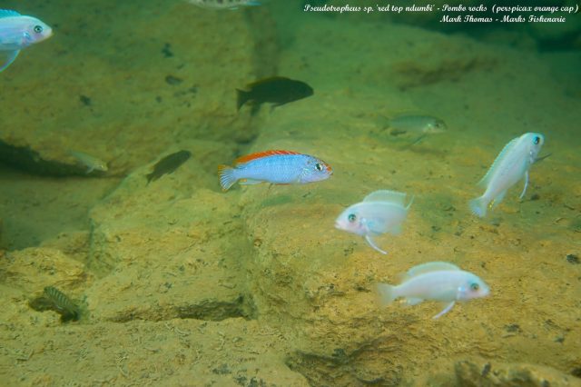 Pseudotropheus sp. 'perspicax'