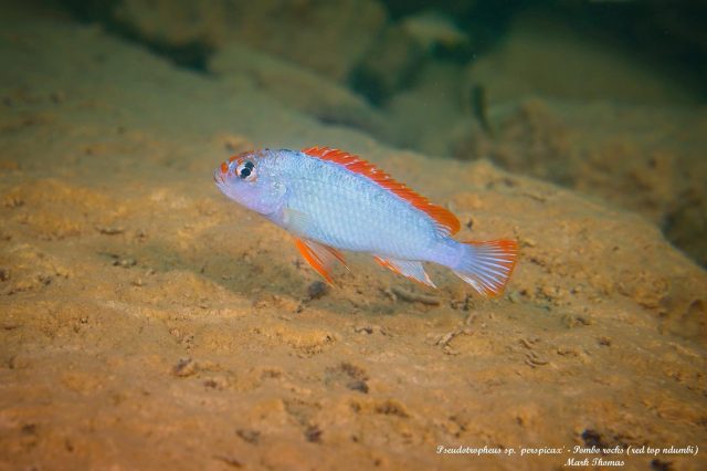 Pseudotropheus sp. &#8218;perspicax&#8216;