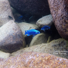 Labidochromis freibergi