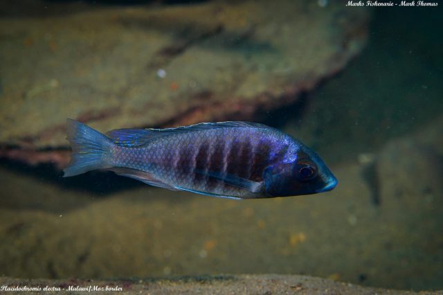 Placidochromis electra