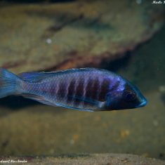 Placidochromis electra