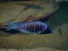 Placidochromis electra