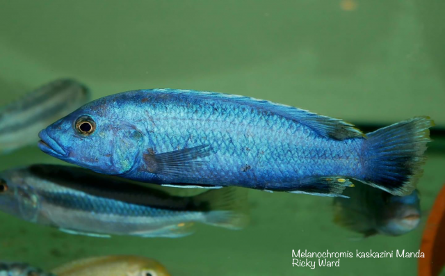 Melanochromis kaskazini Manda (samec)