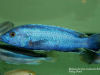 Melanochromis kaskazini Manda (samec)