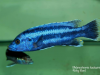 Melanochromis kaskazini