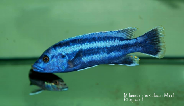 Melanochromis kaskazini