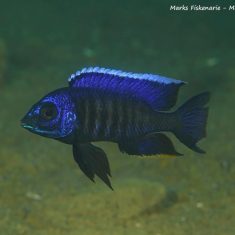 Copadichromis sp. ,kawanga‘