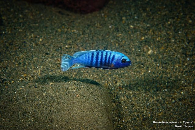 Metriaclima sciasma