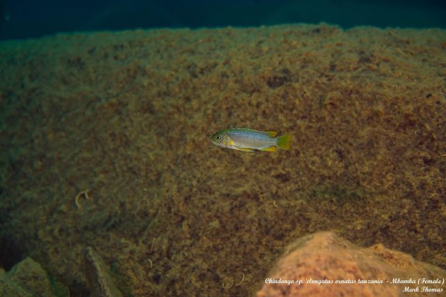 Chindongo sp. 'elongatus ornatus tanzania' (samice)