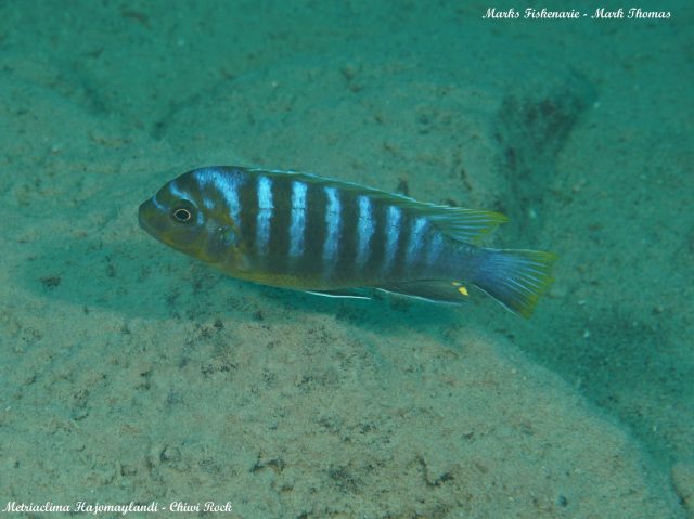 Metriaclima hajomaylandia Chiwi Rock