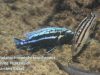 Melanochromis heterochromis